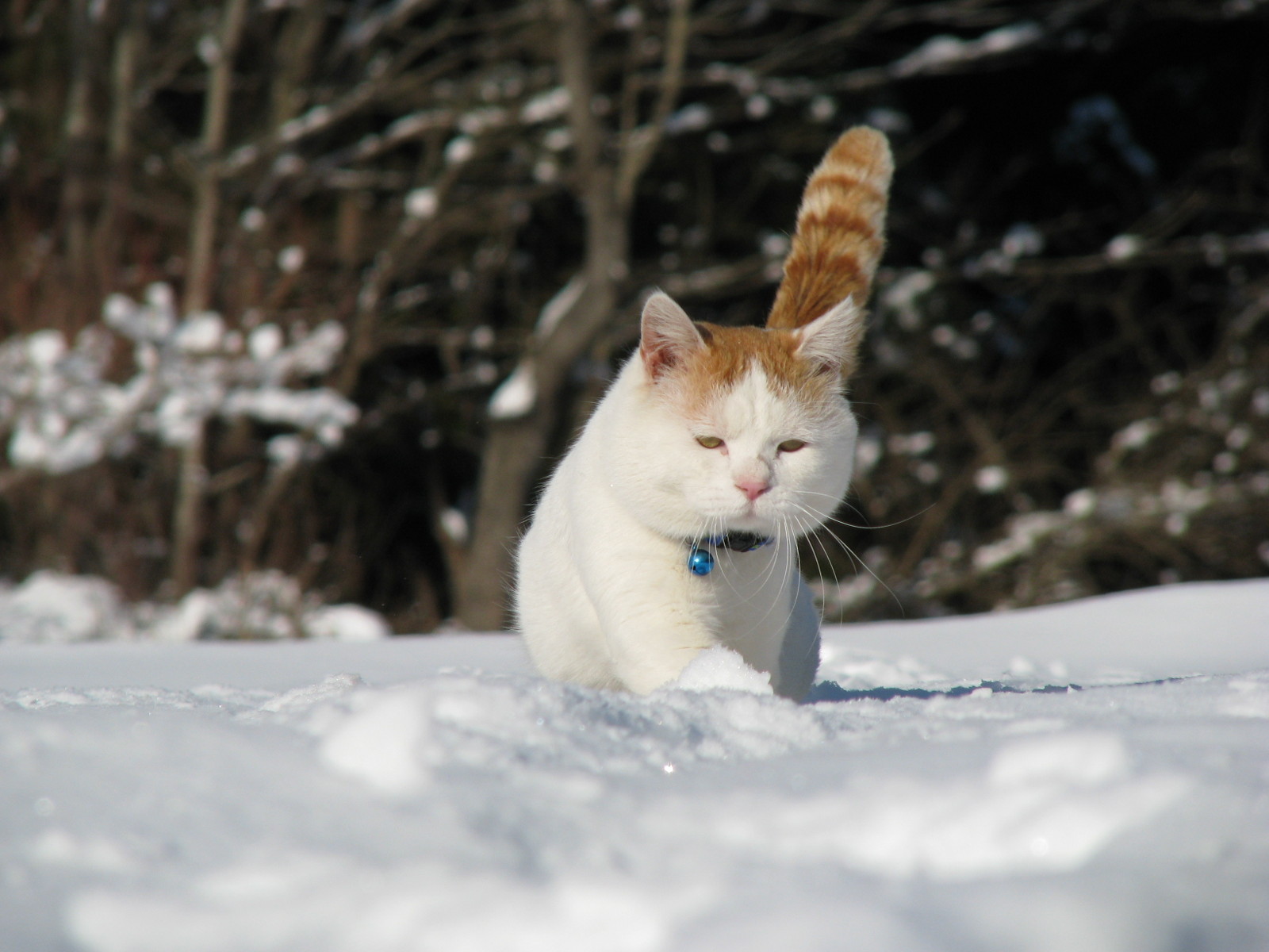 猫叔高清图片壁纸