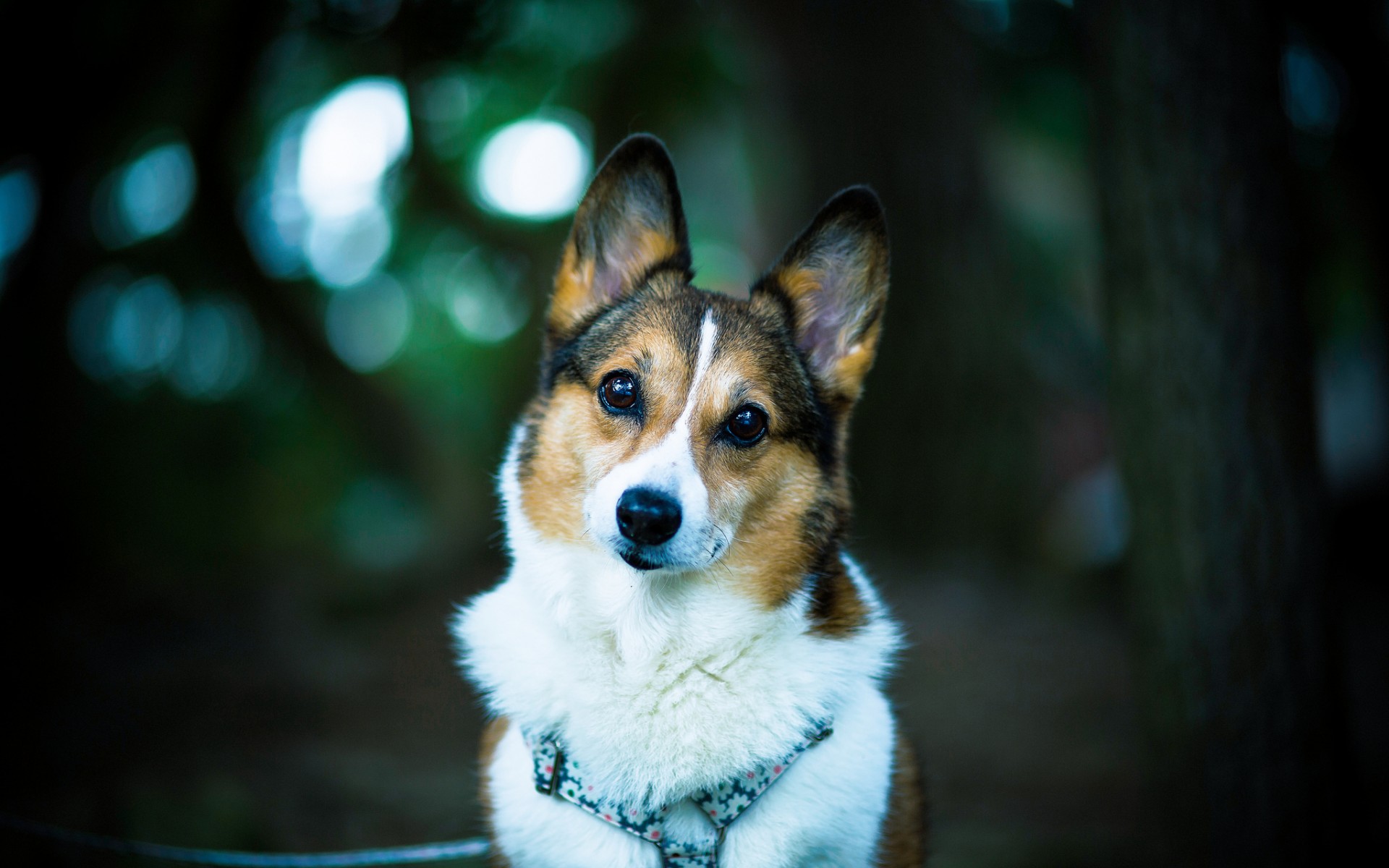 威尔士柯基犬图片