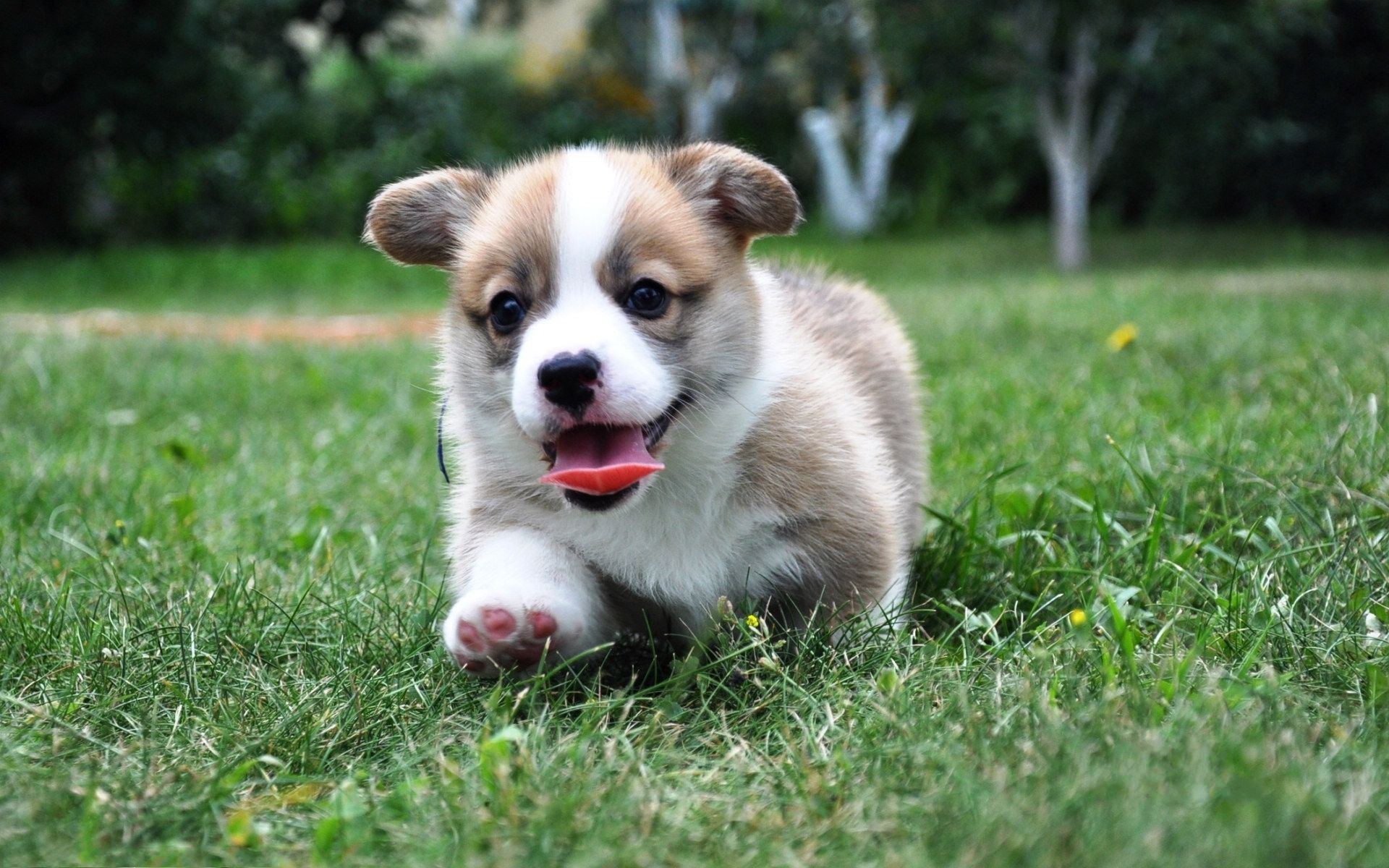 威尔士柯基犬图片