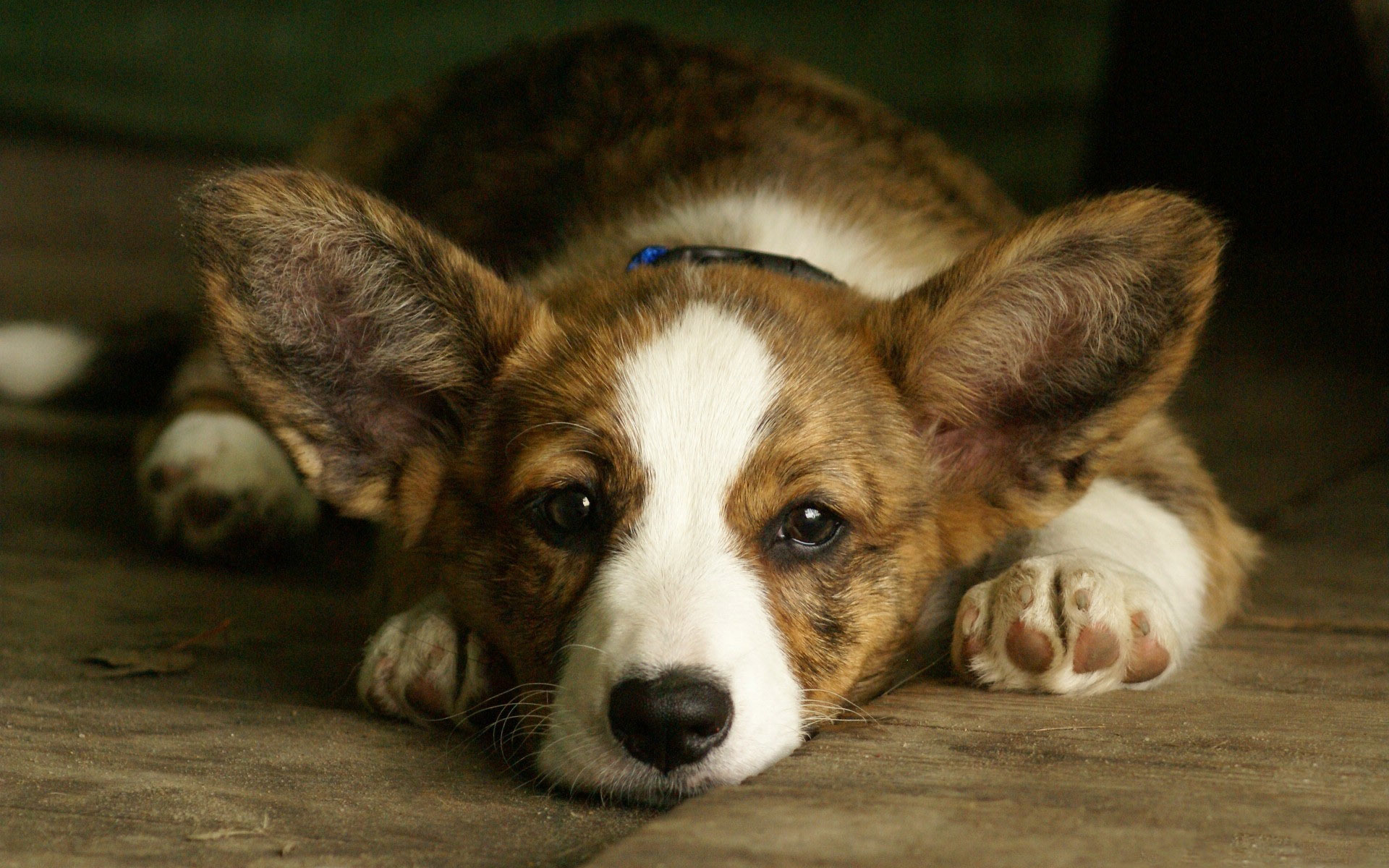 威尔士柯基犬图片