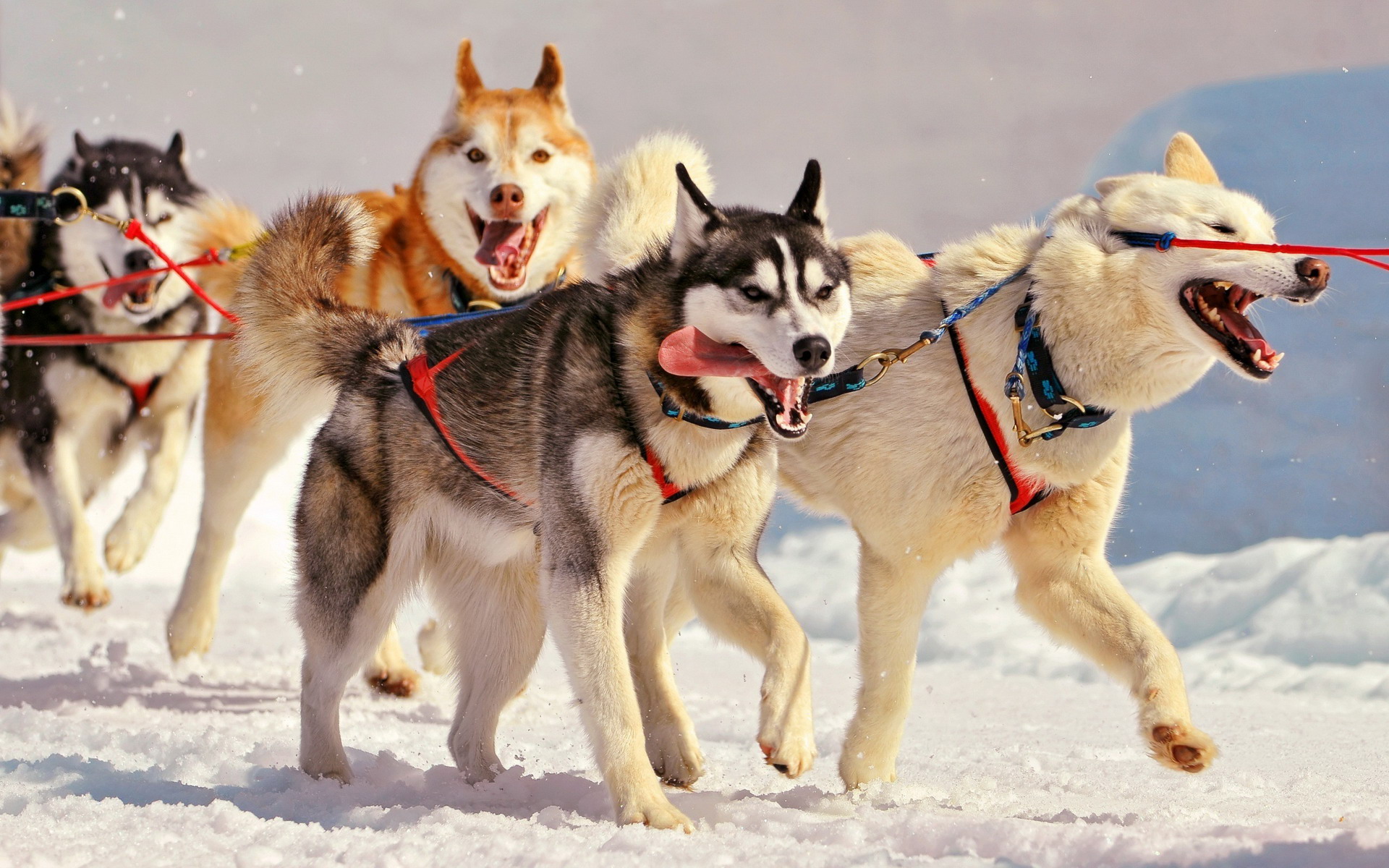 阿拉斯加雪橇犬图片壁纸 第一辑