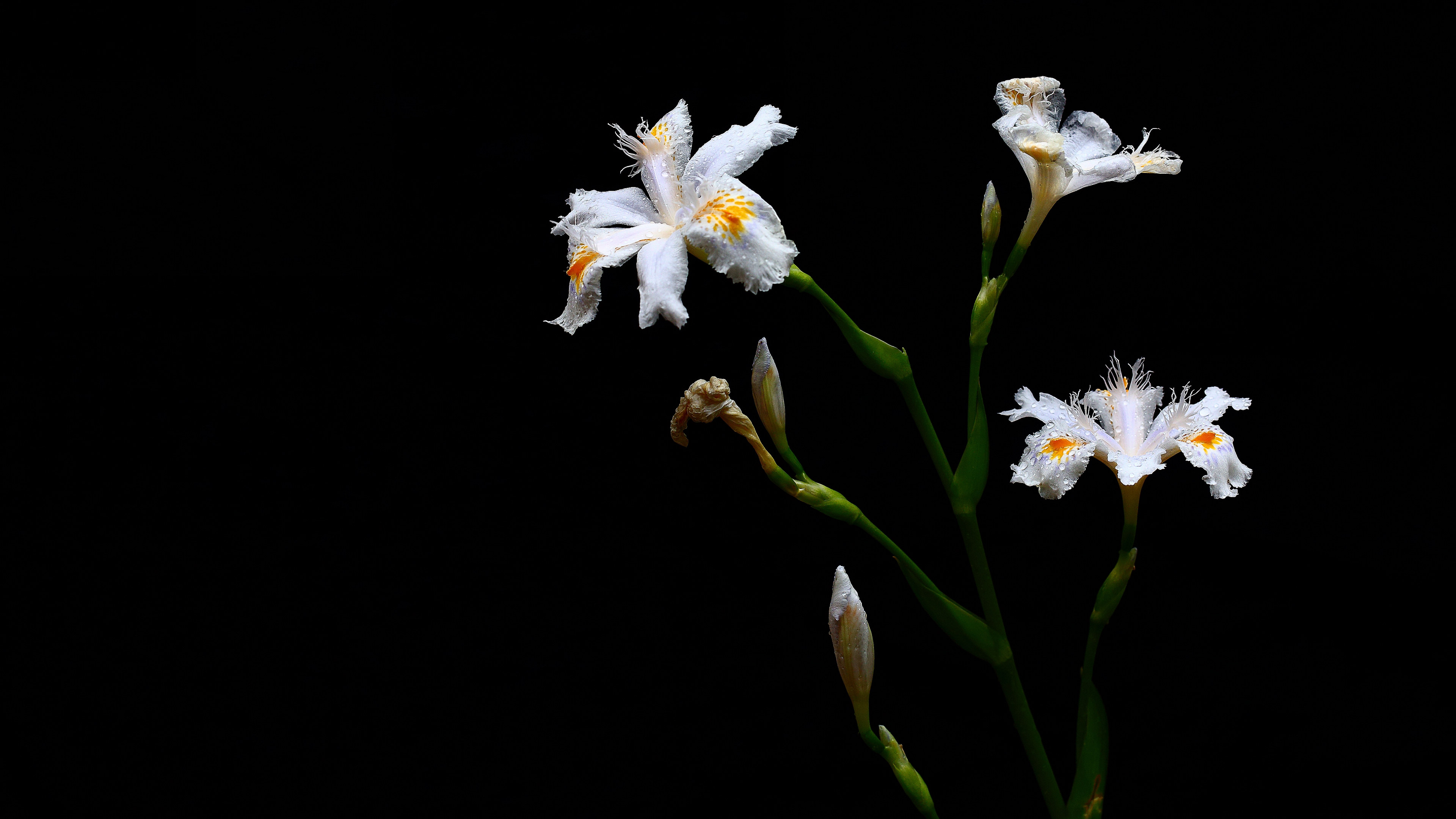 鸢尾花花语图片