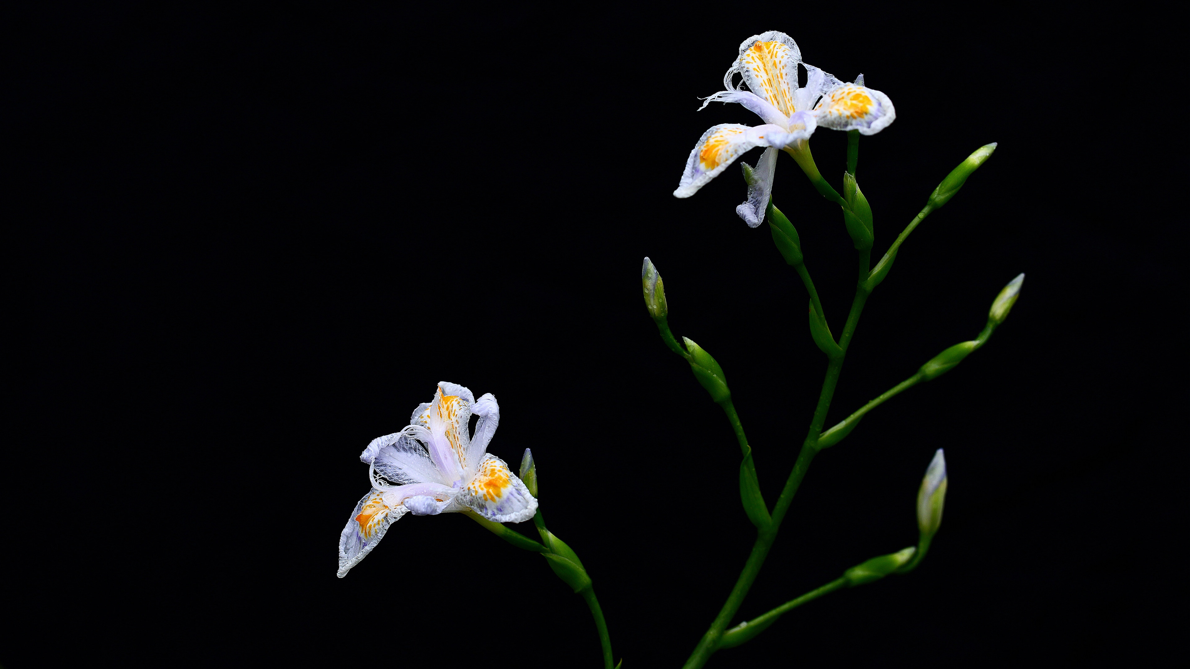 鸢尾花花语图片