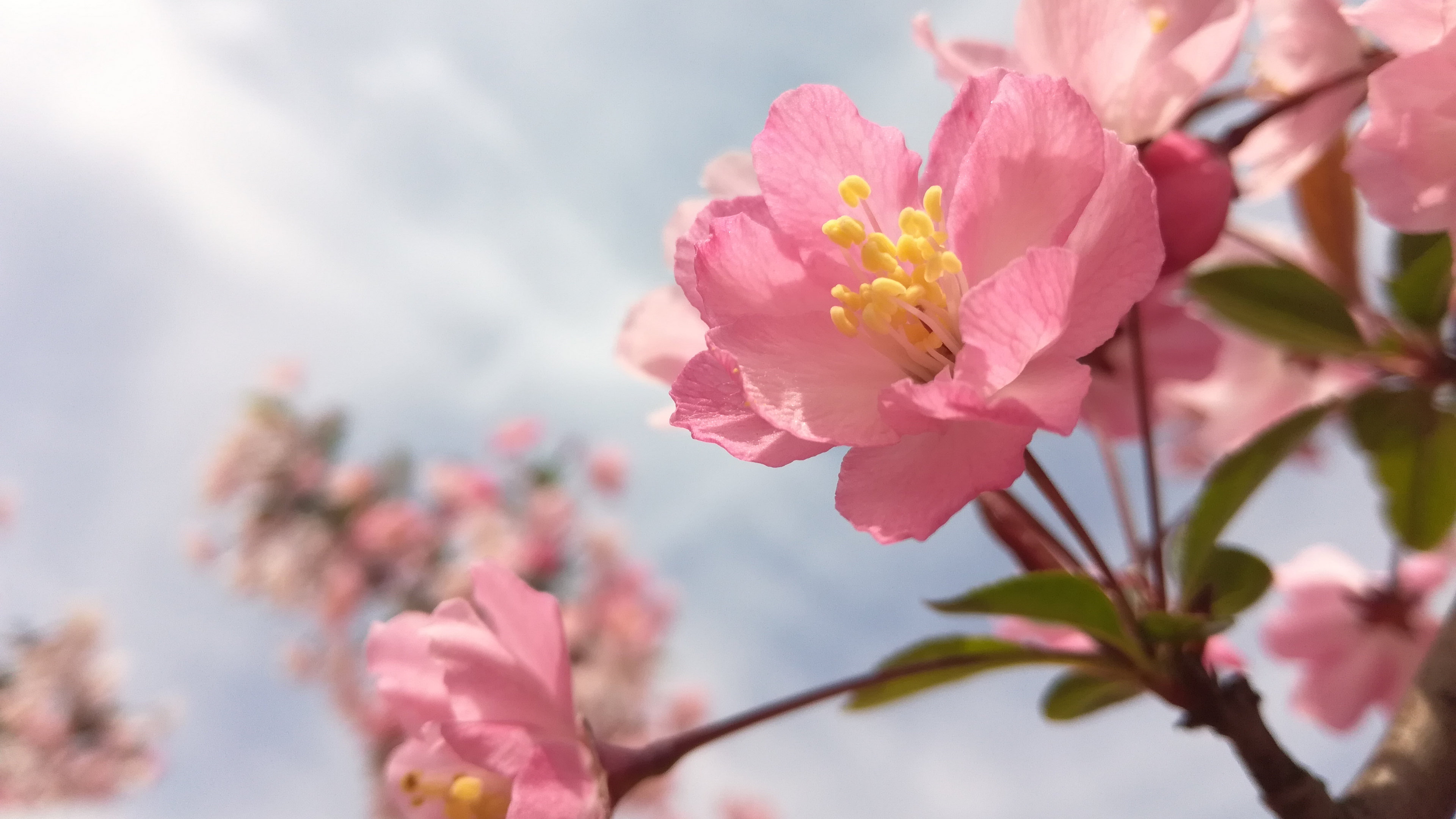 高清粉色桃花图片