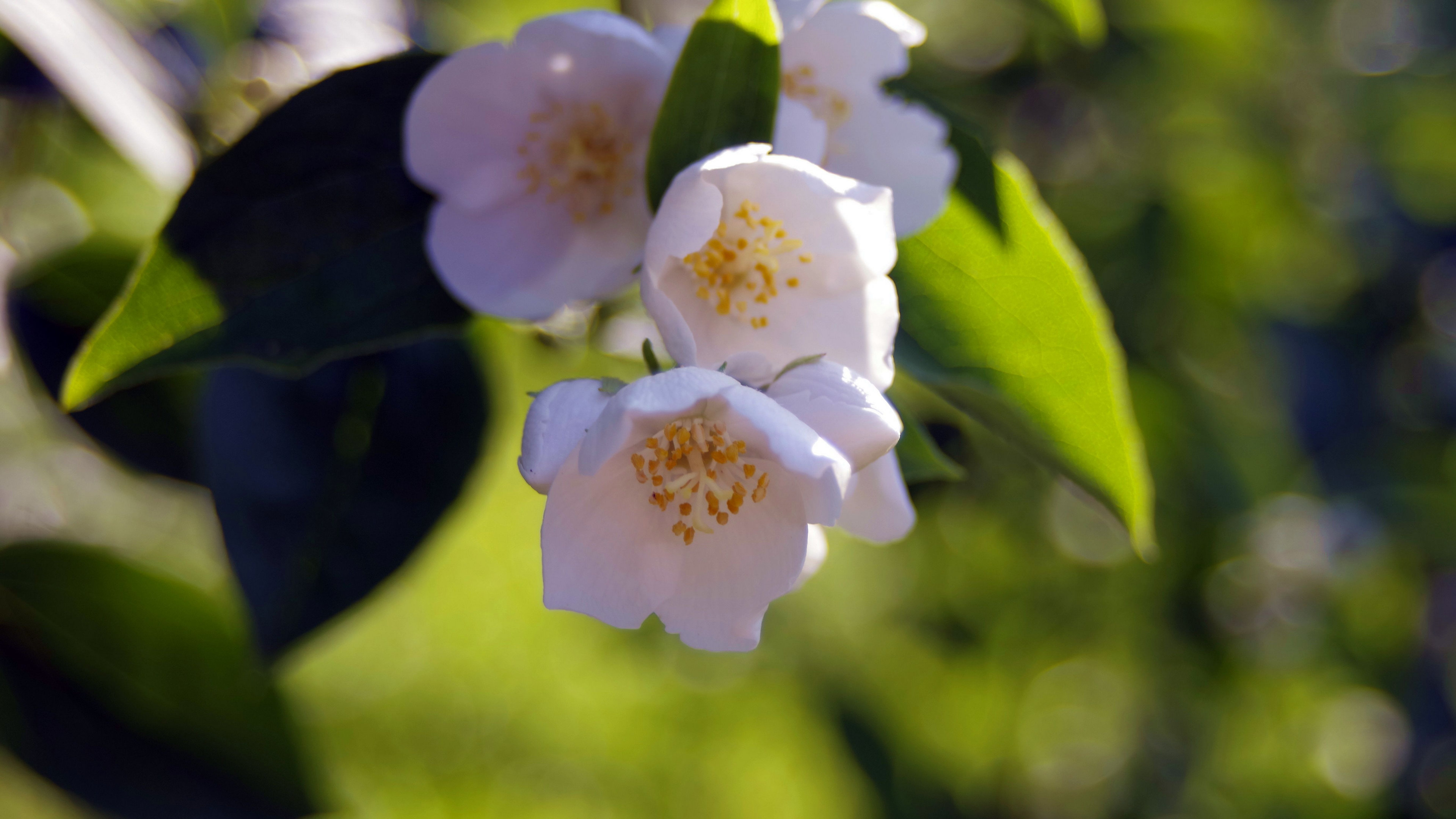 高清茉莉花图片