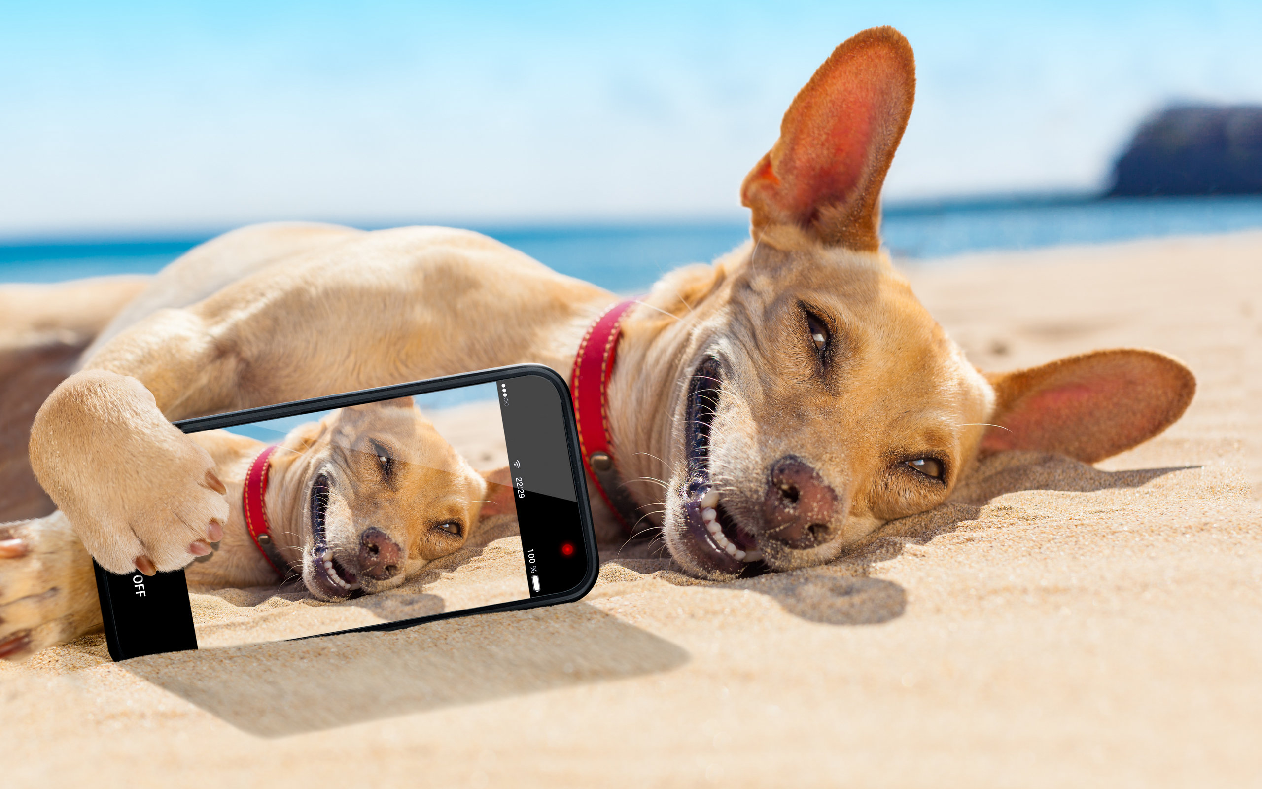 沙滩上被戏弄的狗狗图片