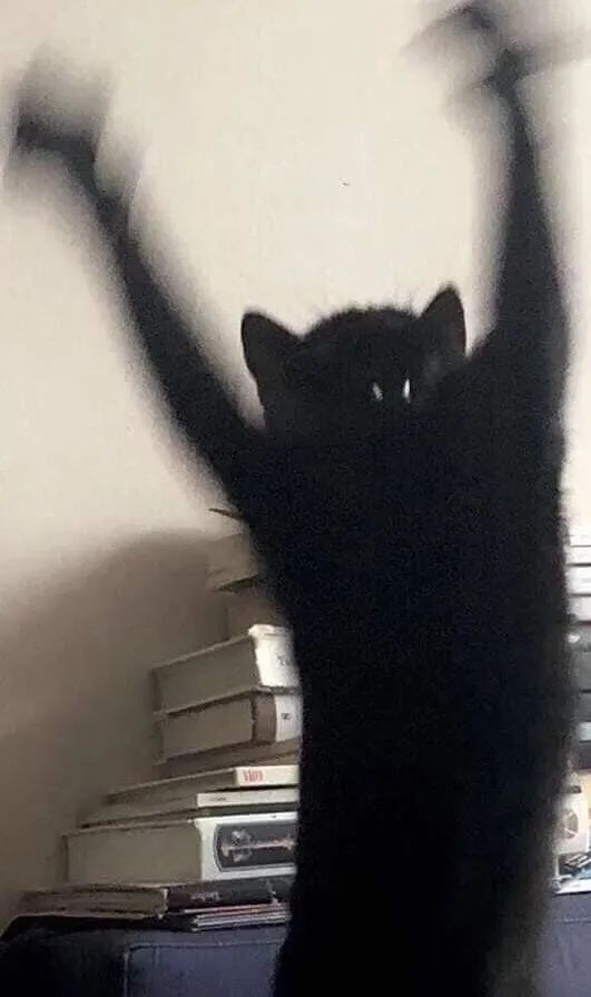 沙雕黑猫表情包