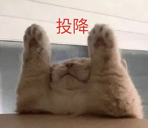 猫猫举手 投降