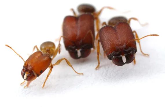 成功激活远古基因造出巨大头颚的“超级兵蚁”（加拿大研究）