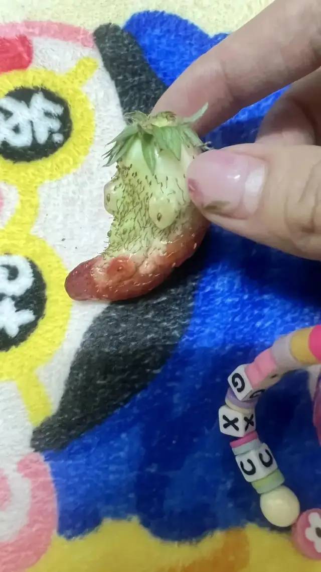 草莓怎么能长这么猥琐…