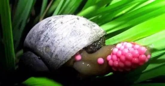 密密麻麻的福寿螺粉色卵