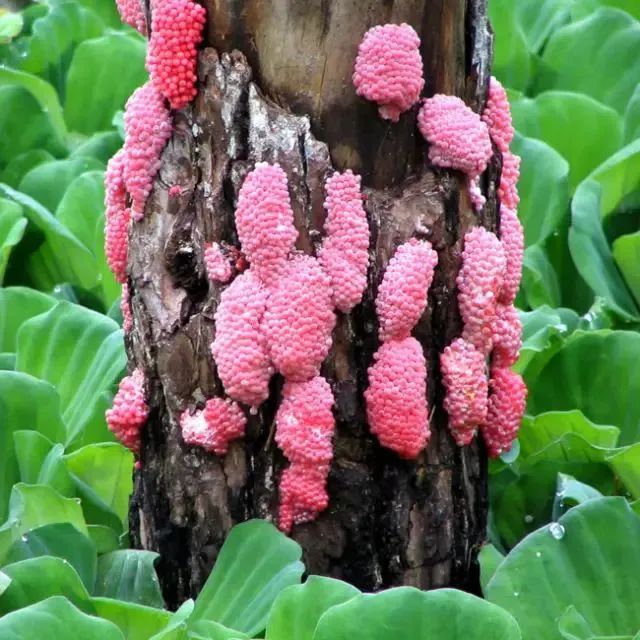 密密麻麻的福寿螺粉色卵