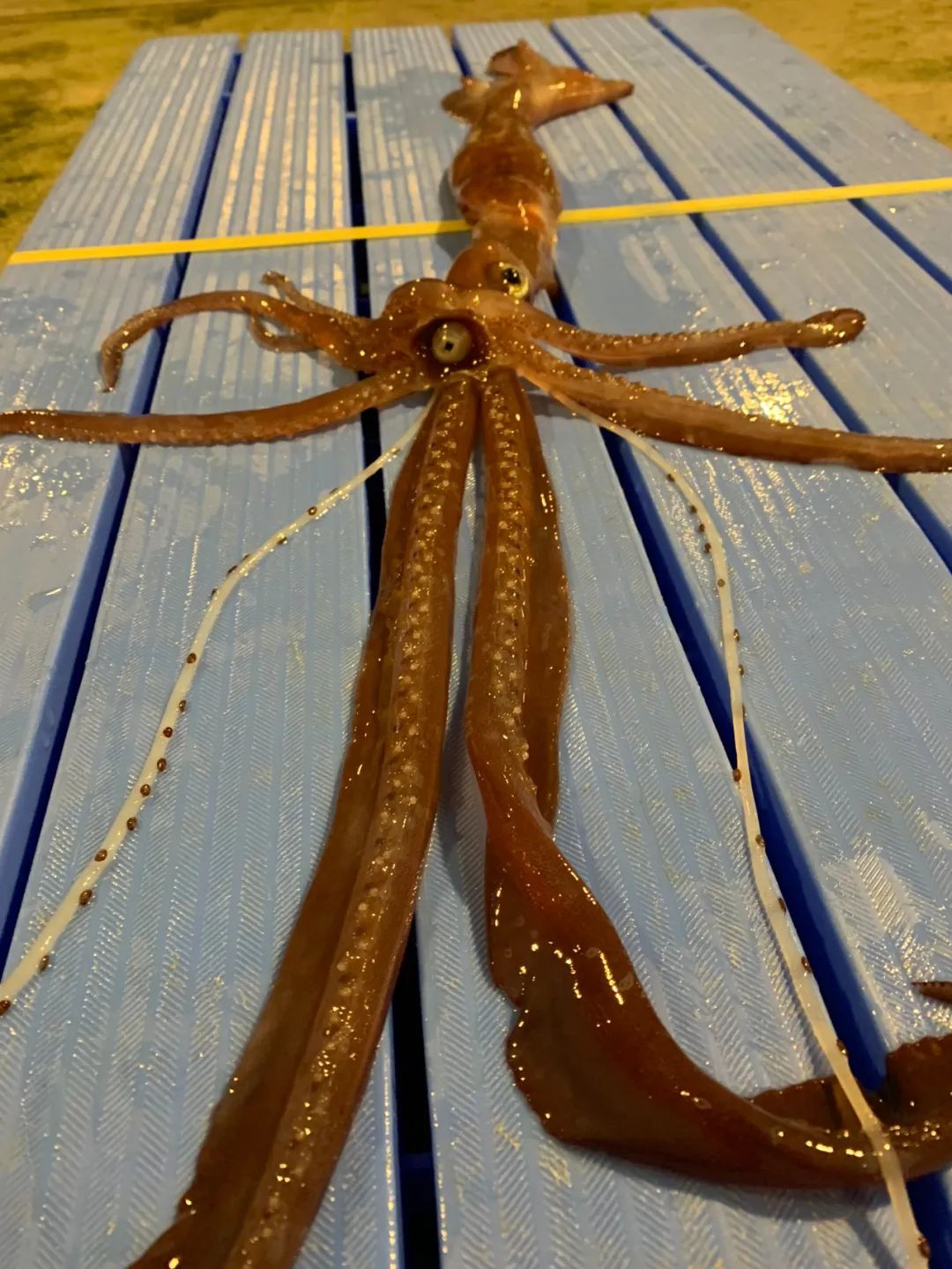 深海鱿鱼的长相
